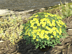 흰엉겅퀴가 이어준 소망