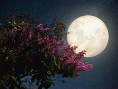 아와지시마 - 白