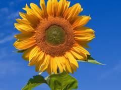 [시죠세] 너를 싫어해!!!