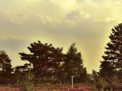 여름에 태어난 여름.