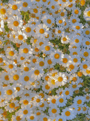 달맞이꽃이 만개한 밤 