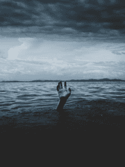 크리스마스로즈