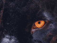 이스테반 K. 바라크 / XY / 백작 / 마법부