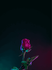 아이돌에 대한 간단한 고찰