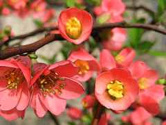 Chaenomeles