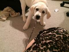 고집쟁이 강아지 멍구 (2014년 9월)