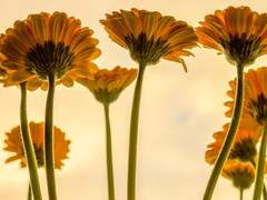 ҒLΩШΣRS ΔLШΔΨS ШITHΣR ΣΔSILΨ.