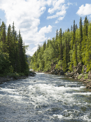 명천강 살인사건