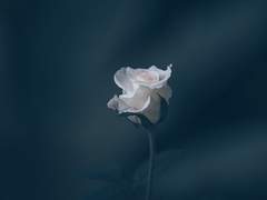 로웰/3기사단/XY/26