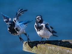 제발 학교 좀 나와라!