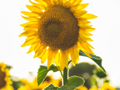 [원피스] 다시 시작하는거야 6