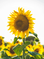 [원피스] 다시 시작하는 거야