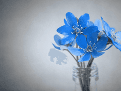 아카루이 소요카 / XY / 17