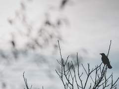 Avoiding danger is no safer in the long run than outright exposure.