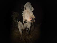 우리는 동물이다. 우리는 우리가 소비하는 수많은 인간 이외의 생명들과 연결되어야 한다.