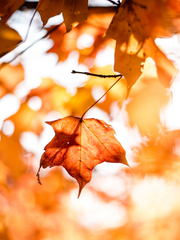 [제로게임] 신우한라