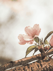 |BL| 꽃내음의 그대 (전연령)