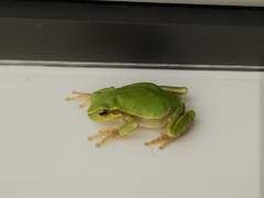 네가 울면 김시대 연못에 비가 온단다