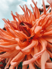 [귀멸의 칼날 드림]