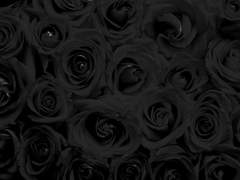 그럼에도 불구하고 악착같이 살아남아.