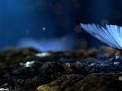 바람 따라 흐르는 나비