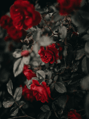 읽던 소설에 빙의하게 되었다?!