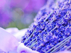 벨라가 에더에게