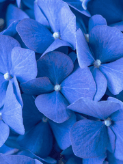 아리엘 L. 블루멜로우의_