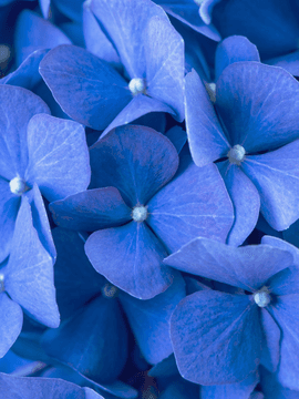 아리엘 L. 블루멜로우의_