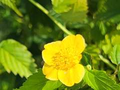 클로리스에게 (A Chloris)