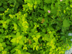 브베의 일상 모음 (알뜰한 브베 귀여운 브베)