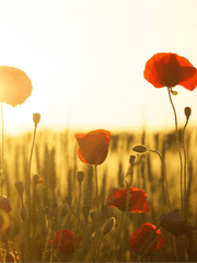 용의 반려와 메이드