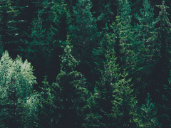 밤이 완전히 내린 뒤