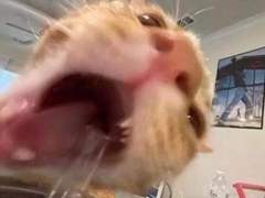 드림주가 미니미니 해졌다! 1편