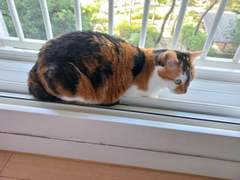 까치와 놀고 싶어요