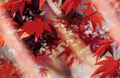 사카모토 아키/19/남