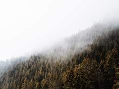 [마샤] 마샤, 숲의 수호자