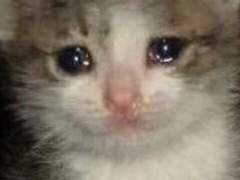 연재 관련 공지