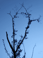 아라마루의 자캐