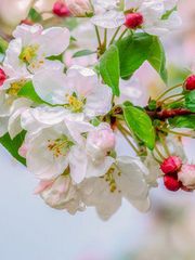 꽃신도 제 짝이 있다