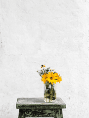 우마무스메 드림백업