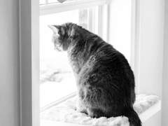 신사와 도둑 고양이