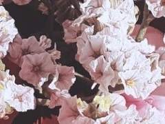 색 바랜 석고상, 마른 흰 장미