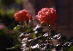 [주술회전 상황문답]메리지 신드롬