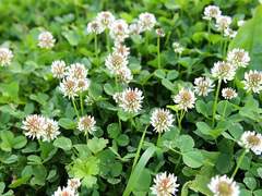 [에리스 베리/H]