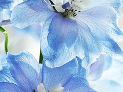 미화된 이야기의 인물