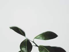 동백이 지지 않으니