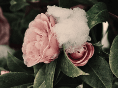 좋아하는 동백과 좋아하는