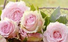 따스한 바람에 이끌려