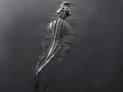 인디고 / 불명 / 여성